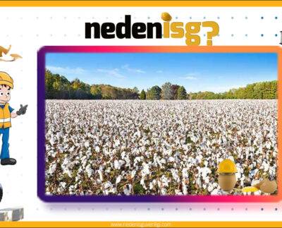 Pamuk Tozlarının İnsan Sağlığı Üzerindeki Etkileri