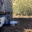 Adana'da iş cinayeti: Odun yüklerken kamyondan düşen Fahrettin Akbalık hayatını kaybetti 6