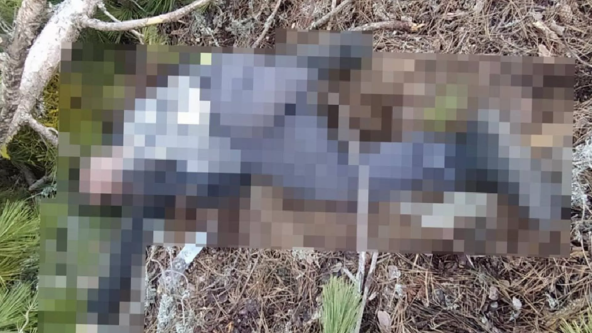 Kütahya’da kestiği ağacın altında kalan 59 yaşındaki orman işçisi hayatını kaybetti