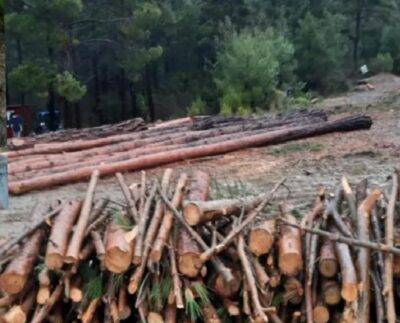 Bolu’da üzerine ağaç düşen işçi yaşamını kaybetti! 2
