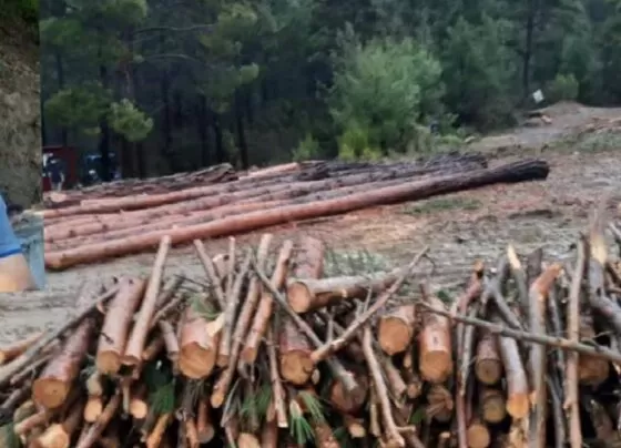 Bolu’da üzerine ağaç düşen işçi yaşamını kaybetti! 1