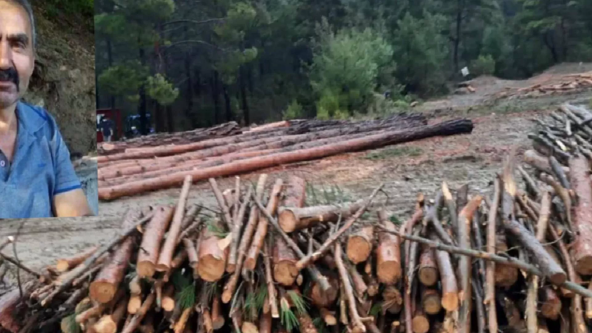 Bolu’da üzerine ağaç düşen işçi yaşamını kaybetti!