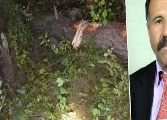 Bolu'da 69 yaşındaki işçi kestiği ağacın altında kalarak can verdi